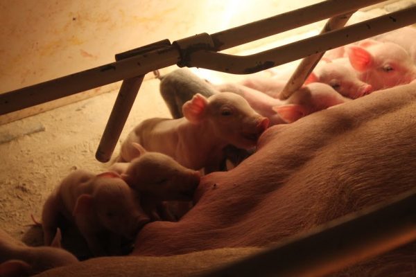 How adorable are these brand new baby piglets? I mean, seriously?!