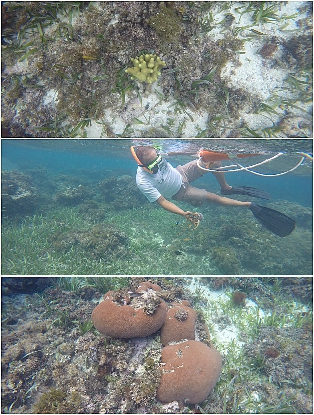 My first time snorkeling!! Under water pictures from the GoPro (Jamaica Retreat - Eat, Love Sandals)