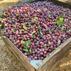 Square photo of a barrel of plums before they get dried