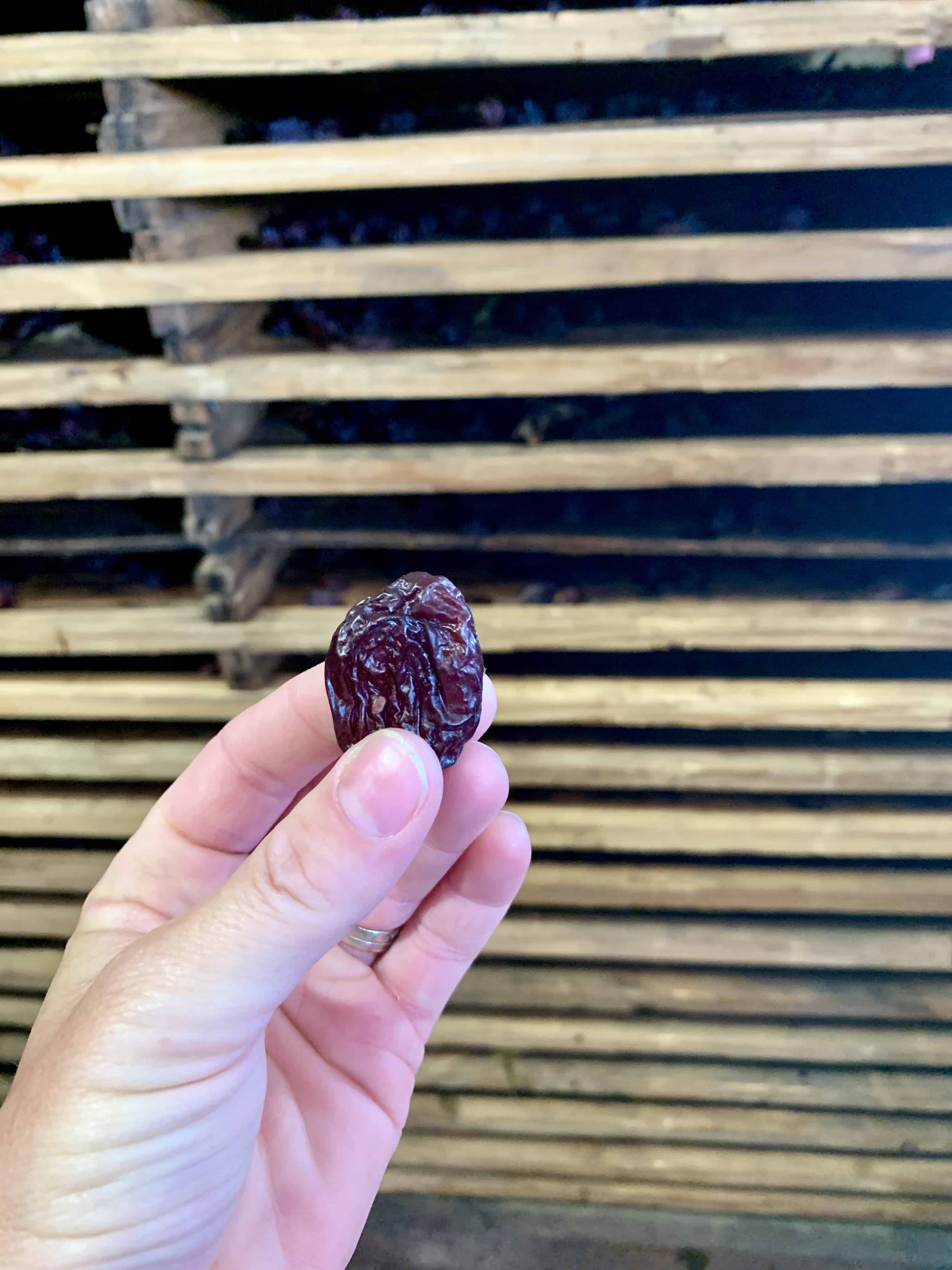 Close up photo of a hand holding a freshly dried prune.